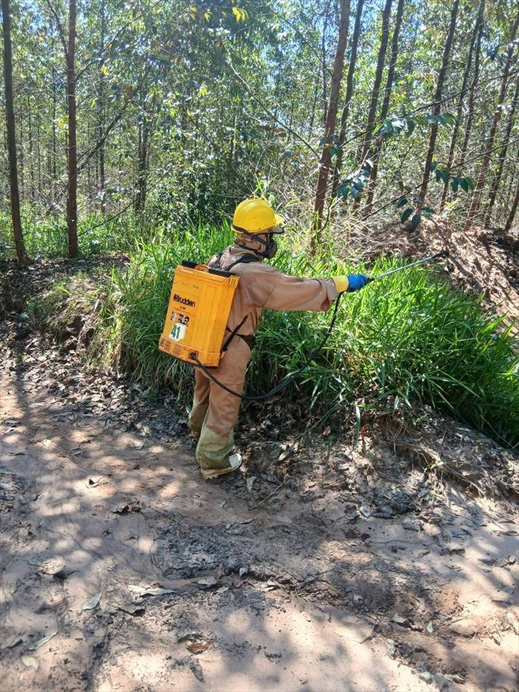 Colaborador da Plantec aplicando defensivo com pulverizador costal em meio ao eucaliptal, usando capacete, máscara e luvas