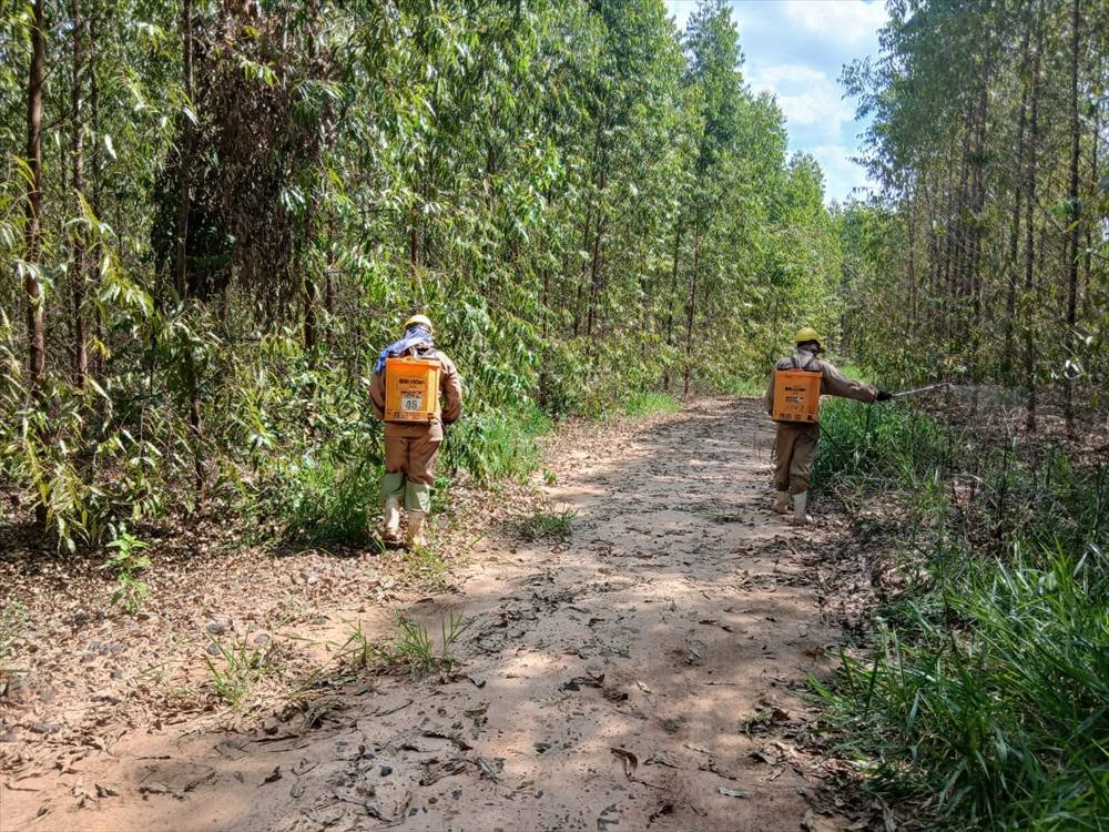 Dois colaboradores aplicando defensivo com pulverizadores costais ao longo de uma estrada entre talhões de eucalipto
