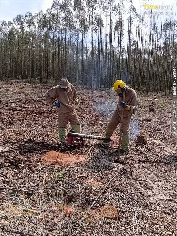Dupla da Plantec operando equipamento motorizado em área de eucalipto, com uniforme e equipamentos de proteção