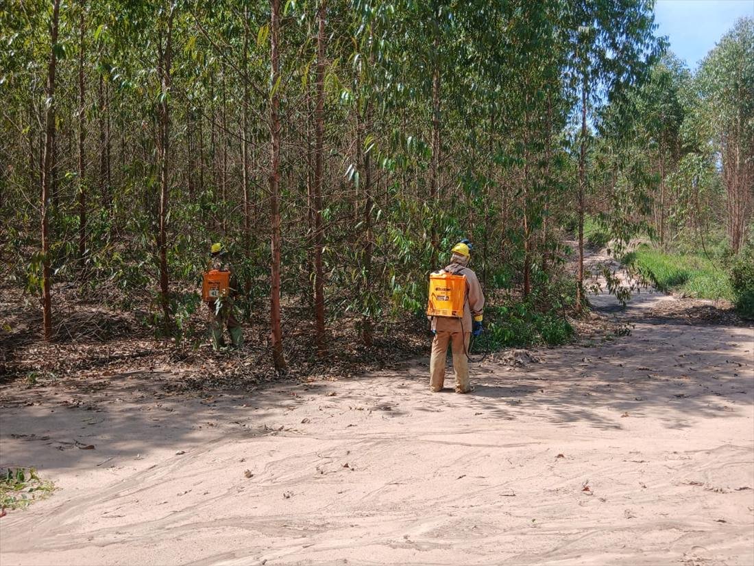 Dois colaboradores da Plantec aplicando defensivo com pulverizadores costais em um talhão de eucalipto